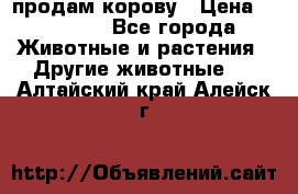 продам корову › Цена ­ 70 000 - Все города Животные и растения » Другие животные   . Алтайский край,Алейск г.